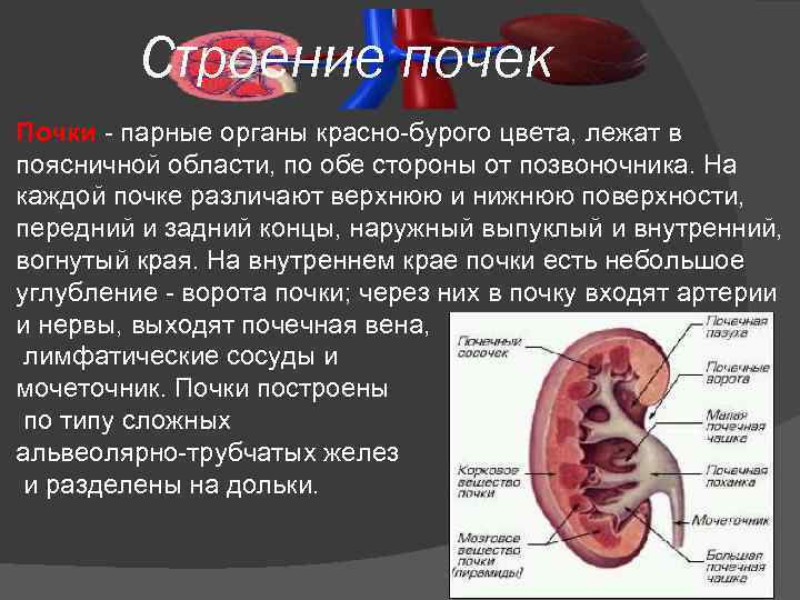 Строение почек Почки - парные органы красно-бурого цвета, лежат в поясничной области, по обе