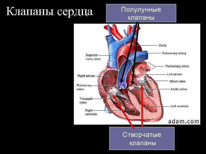 Клапаны сердца Полулунные клапаны Створчатые клапаны 