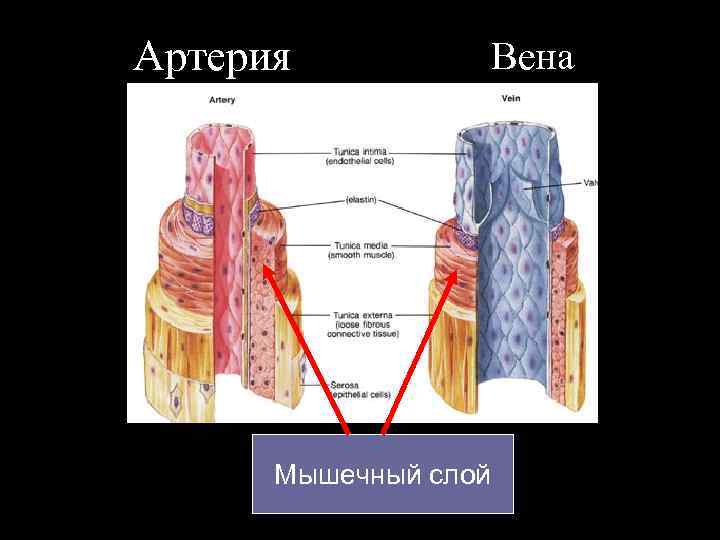 Артерия Мышечный слой Вена 