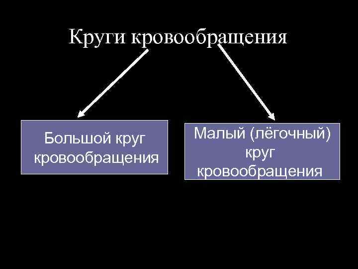 Круги кровообращения Большой круг кровообращения Малый (лёгочный) круг кровообращения 