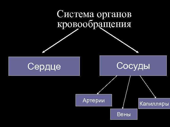 Система органов кровообращения Сосуды Сердце Артерии Капилляры Вены 