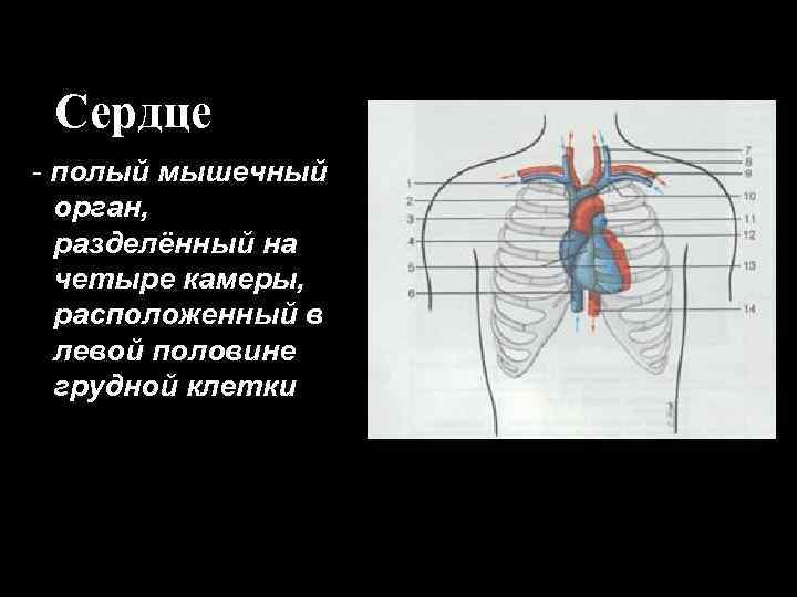 Сердце - полый мышечный орган, разделённый на четыре камеры, расположенный в левой половине грудной