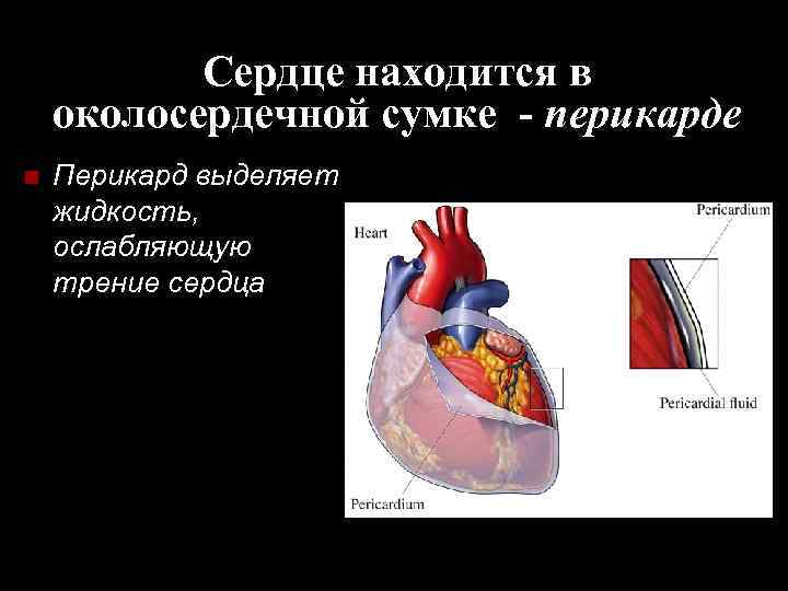 Сердце находится в околосердечной сумке - перикарде n Перикард выделяет жидкость, ослабляющую трение сердца