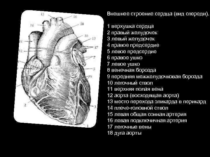 Правый желудочек размеры. Наружное строение сердца вид спереди. Строение сердца человека вид спереди. Грудино-реберная поверхность сердце вид спереди. Правый желудочек сердца анатомия строение.