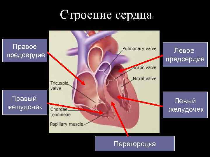 Строение сердца Правое предсердие Левое предсердие Правый желудочек Левый желудочек Перегородка 