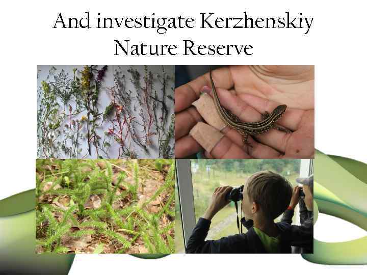 And investigate Kerzhenskiy Nature Reserve 