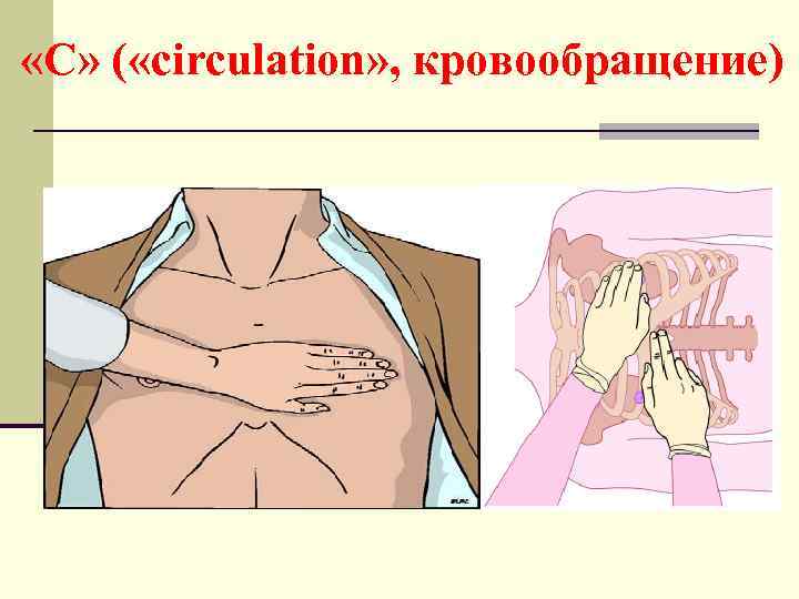  «С» ( «circulation» , кровообращение) 