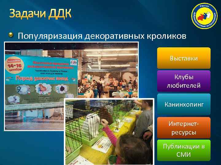 Задачи ДДК Популяризация декоративных кроликов Выставки Клубы любителей Канинхопинг Интернетресурсы Публикации в СМИ 