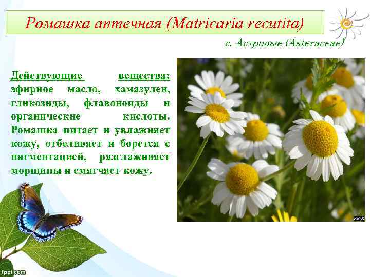 Ромашка аптечная (Matricaria recutita) с. Астровые (Asteraceae) Действующие вещества: эфирное масло, хамазулен, гликозиды, флавоноиды