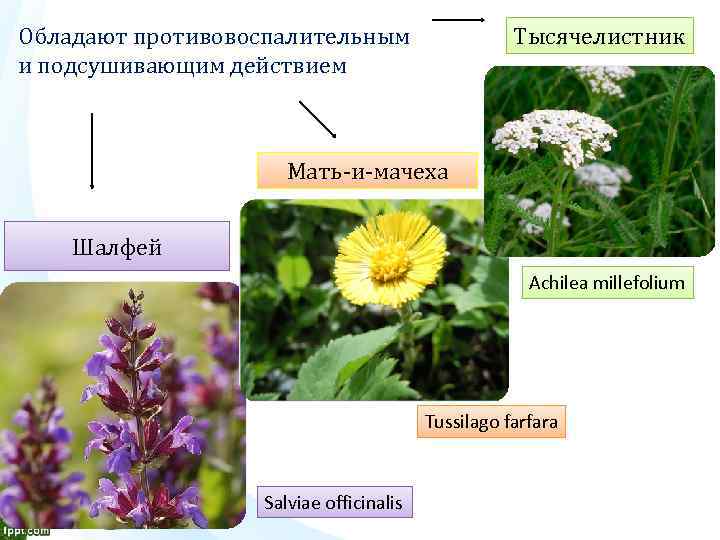 Обладают противовоспалительным и подсушивающим действием Тысячелистник Мать-и-мачеха Шалфей Achilea millefolium Tussilago farfara Salviae officinalis