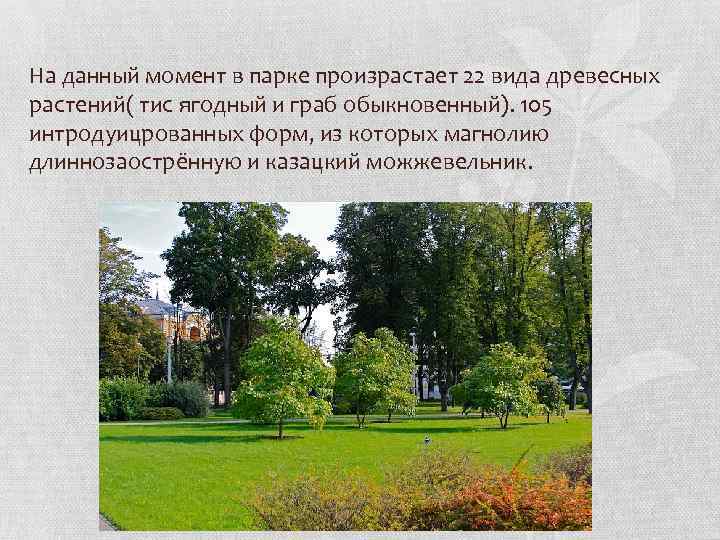 На данный момент в парке произрастает 22 вида древесных растений( тис ягодный и граб