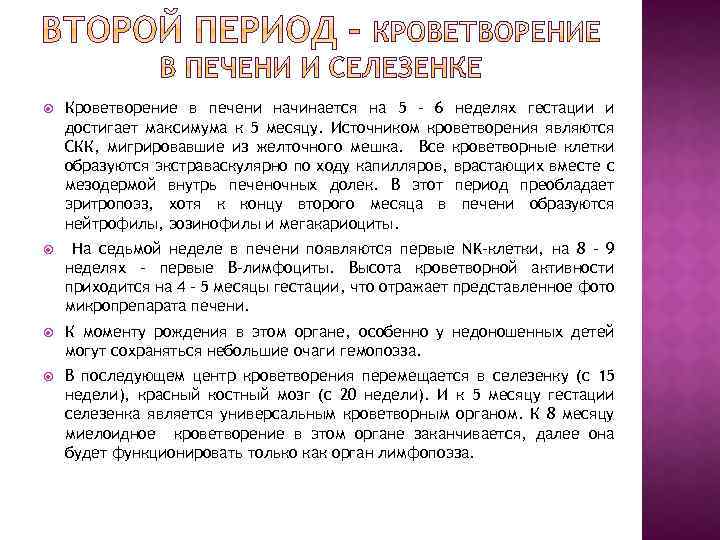  Кроветворение в печени начинается на 5 – 6 неделях гестации и достигает максимума