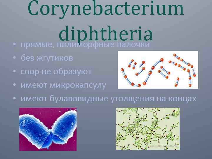 Corynebacterium diphtheria • прямые, полиморфные палочки • • без жгутиков спор не образуют имеют