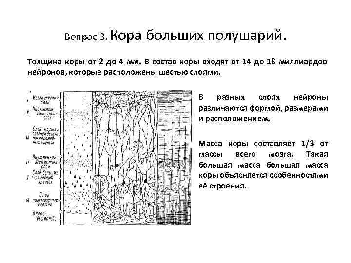 Вопрос 3. Кора больших полушарий. Толщина коры от 2 до 4 мм. В состав