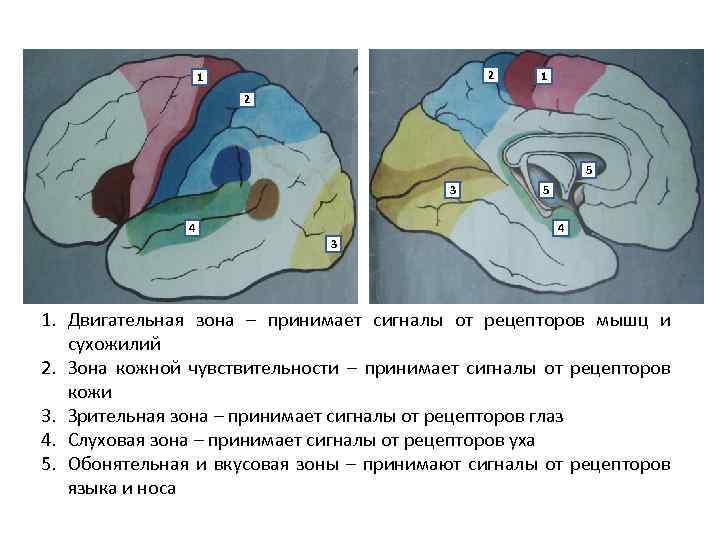 2 1 1 2 5 3 4 5 4 3 1. Двигательная зона –