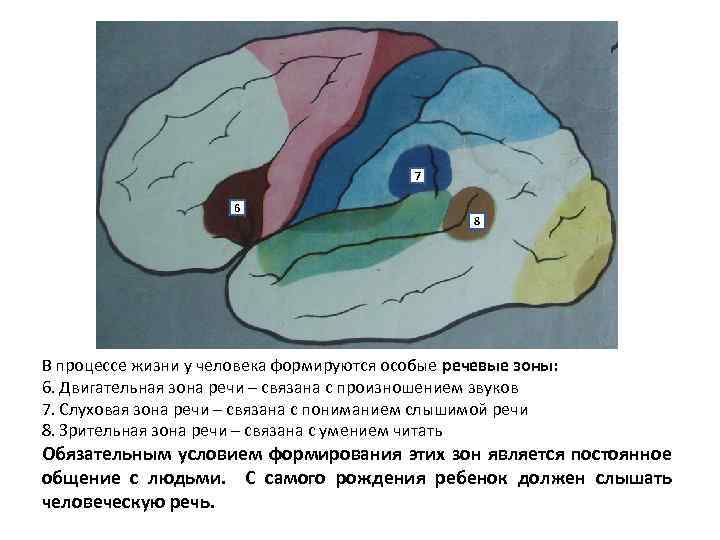 7 6 8 В процессе жизни у человека формируются особые речевые зоны: 6. Двигательная