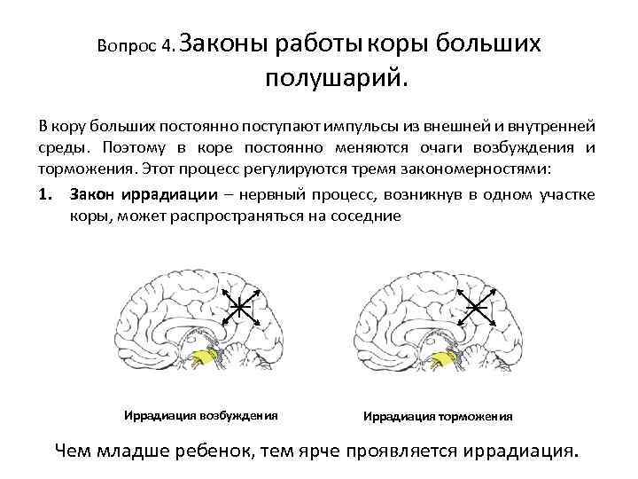 Вопрос 4. Законы работы коры больших полушарий. В кору больших постоянно поступают импульсы из