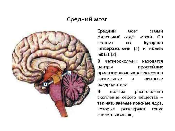 Низших отделов мозга
