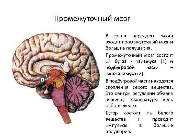Передний мозг промежуточный мозг и большие полушария. Гипоталамус передний мозг промежуточный. Центры промежуточного мозга. Головной мозг состоит из.