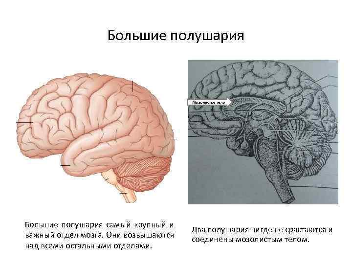 Полушарие большого мозга мозолистое тело. Мозолистое тело и большие полушария. Мозолистое тело отдел мозга. Возрастные особенности коры больших полушарий. Возрастные изменения коры больших полушарий.