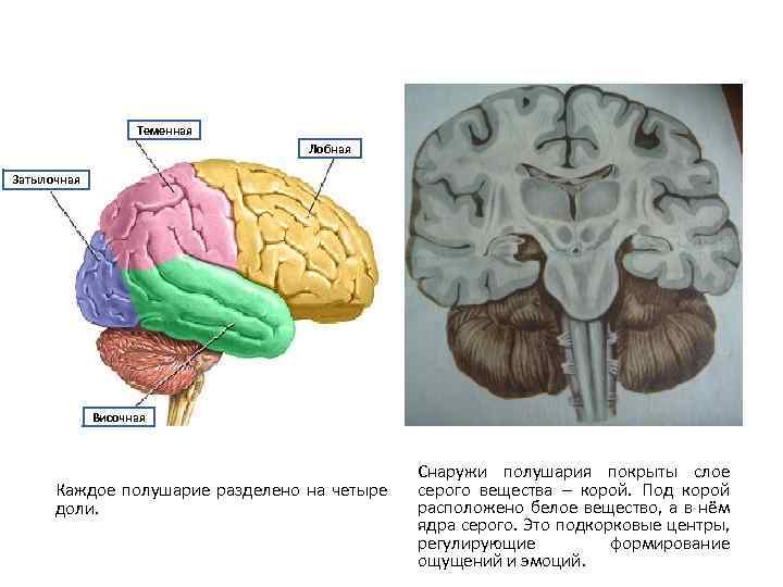 Теменная Лобная Затылочная Височная Каждое полушарие разделено на четыре доли. Снаружи полушария покрыты слое