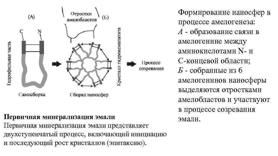 Первичная минерализация эмали представляет двухступенчатый процесс, включающий инициацию и последующий рост кристаллов (эпитаксию). Формирование