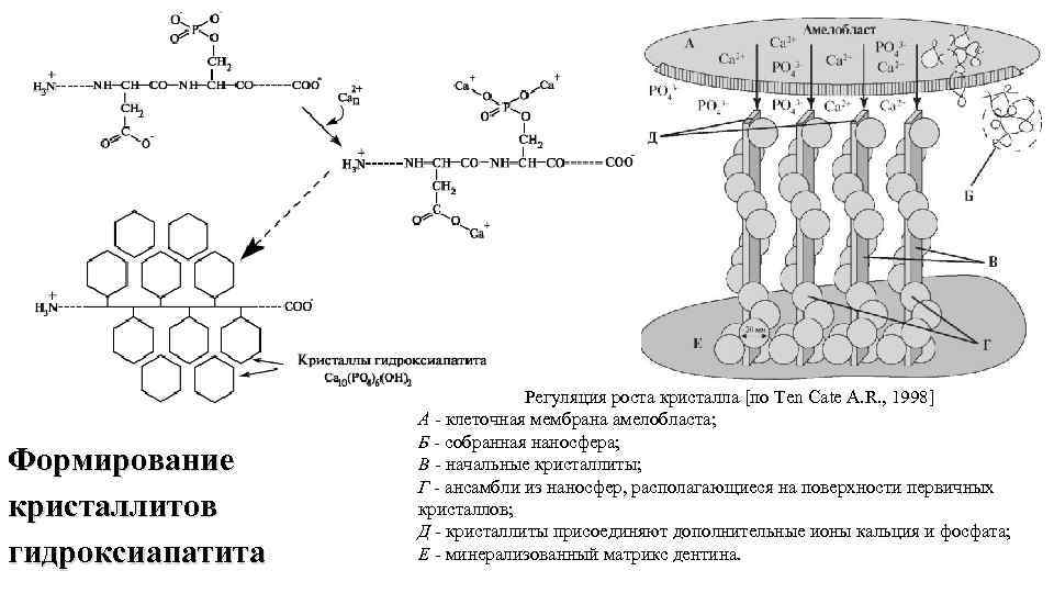 Кальций схема образования