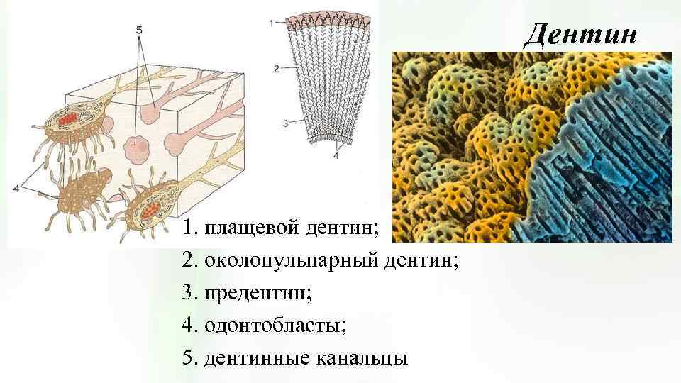Дентин 1. плащевой дентин; 2. околопульпарный дентин; 3. предентин; 4. одонтобласты; 5. дентинные канальцы