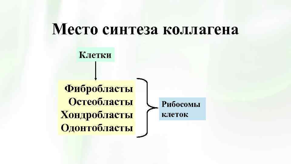 Место синтеза коллагена Клетки Фибробласты Остеобласты Хондробласты Одонтобласты Рибосомы клеток 