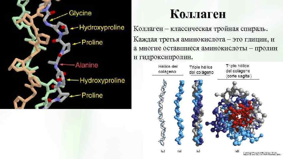 Какие аминокислоты в коллагене. Первичная структура коллагена биохимия. Вторичная структура белка коллагеновая спираль. Коллагеновая спираль биохимия. Коллагеновая спираль вторичной структуры.