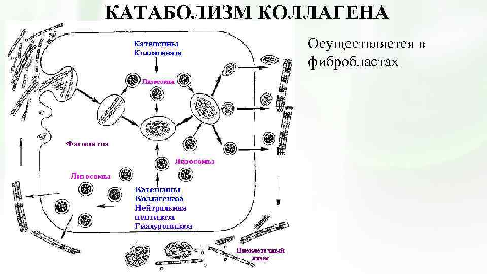 Катаболизм эластина схема