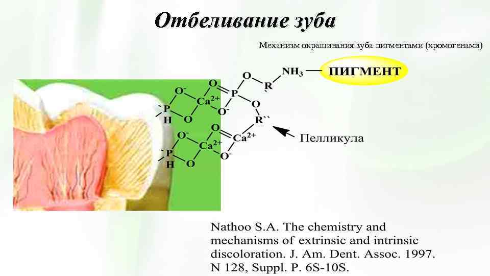 Отбеливание зуба Механизм окрашивания зуба пигментами (хромогенами) 