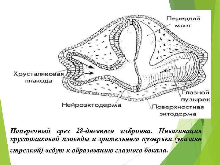 Поперечный срез 28 -дневного эмбриона. Инвагинация хрусталиковой плакоды и зрительного пузыръка (указано стрелкой) ведут