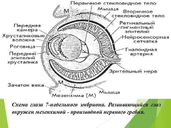 Схема глаза 7 -недельного эмбриона. Развивающийся глаз окружен мезенхимой - производной нервного гребня. 