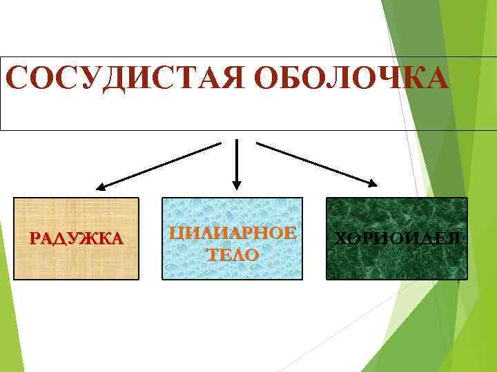 CОСУДИСТАЯ ОБОЛОЧКА РАДУЖКА ЦИЛИАРНОЕ ТЕЛО ХОРИОИДЕЯ 