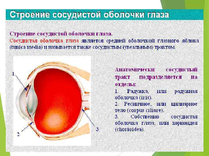 Перенапряжение зрительного анализатора