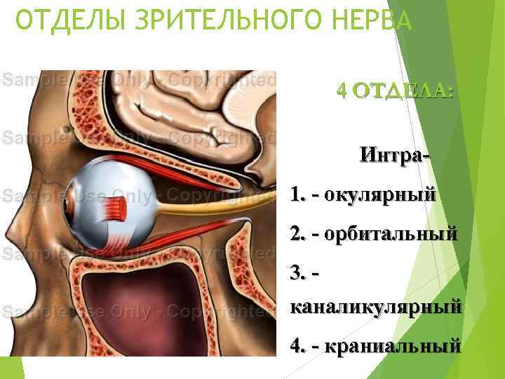 ОТДЕЛЫ ЗРИТЕЛЬНОГО НЕРВА 4 ОТДЕЛА: Интра- 1. - окулярный 2. - орбитальный 3. -