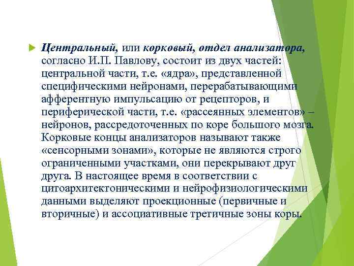  Центральный, или корковый, отдел анализатора, согласно И. П. Павлову, состоит из двух частей: