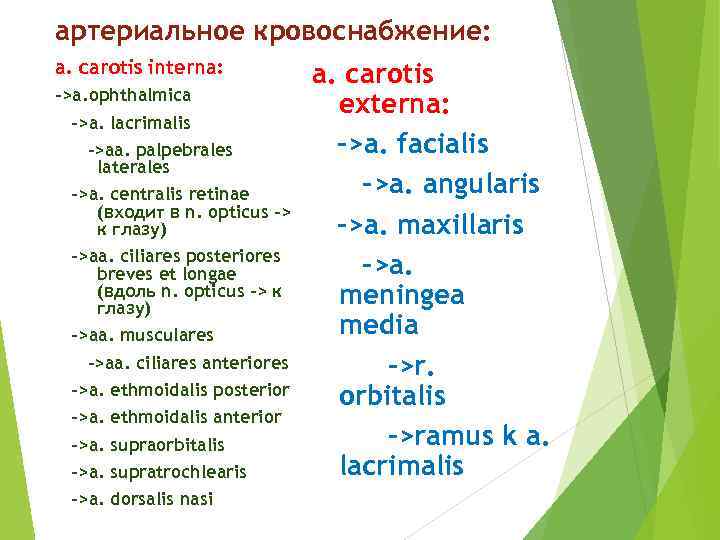 артериальное кровоснабжение: а. carotis interna: ->a. ophthalmica ->a. lacrimalis ->aa. palpebrales laterales ->a. centralis