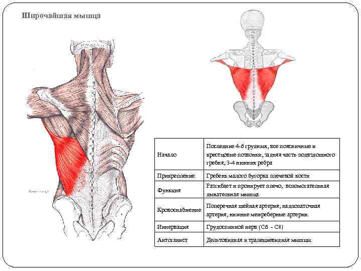Широчайшая мышца Начало Последние 4 -6 грудных, все поясничные и крестцовые позвонки, задняя часть