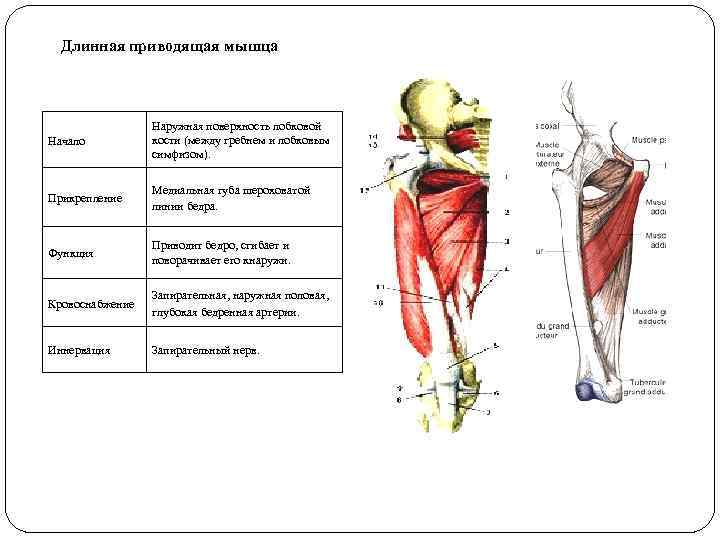 Длинная приводящая мышца Начало Наружная поверхность лобковой кости (между гребнем и лобковым симфизом). Прикрепление