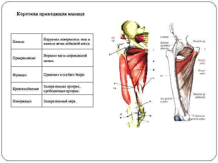 Короткая приводящая мышца Начало Наружная поверхность тела и нижняя ветвь лобковой кости. Прикрепление Верхняя