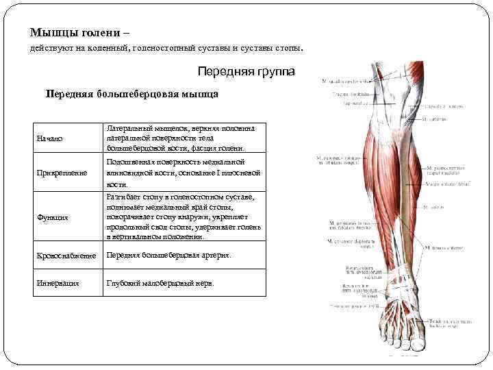 Мышцы голени – действуют на коленный, голеностопный суставы и суставы стопы. Передняя группа Передняя