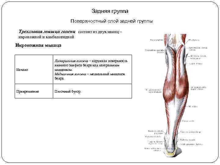 Задняя группа Поверхностный слой задней группы Трехглавая мышца голени состоит из двух мышц –