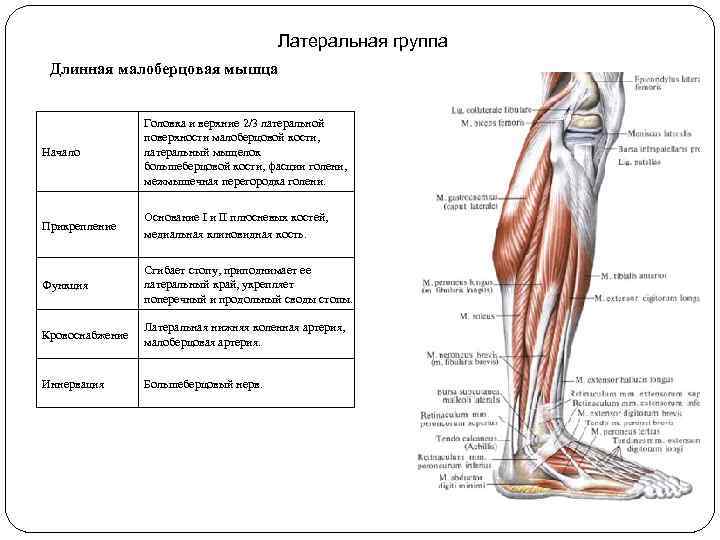 Латеральная группа Длинная малоберцовая мышца Начало Головка и верхние 2/3 латеральной поверхности малоберцовой кости,