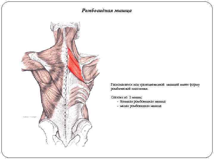 Ромбовидная мышца Располагается под трапециевидной мышцей имеет форму ромбической пластинки. Состоит из 2 мышц:
