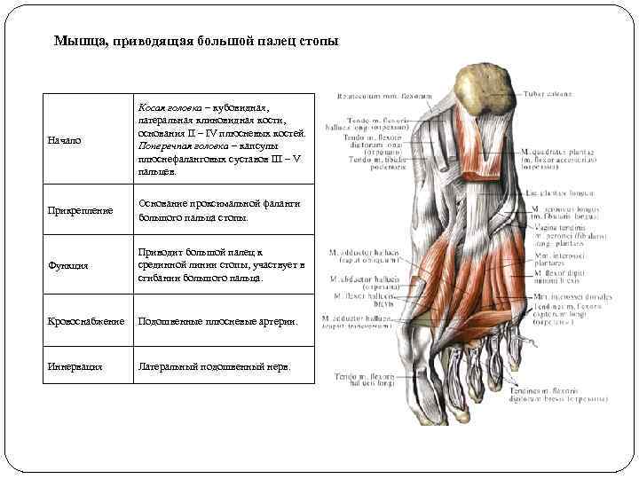 Мышца, приводящая большой палец стопы Начало Косая головка – кубовидная, латеральная клиновидная кости, основания