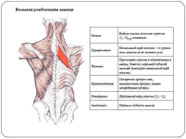 Большая ромбовидная мышца Начало Выйная связка, остистые отростки С 2 – D 4 (5)