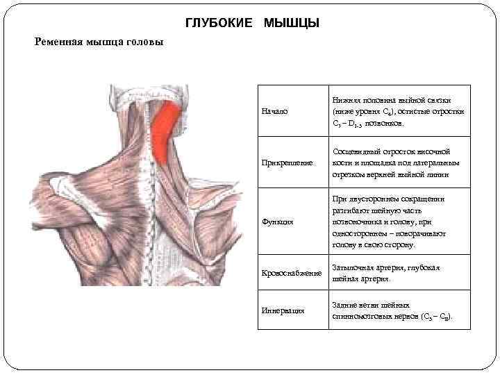 ГЛУБОКИЕ МЫШЦЫ Ременная мышца головы Начало Нижняя половина выйной связки (ниже уровня С 4),