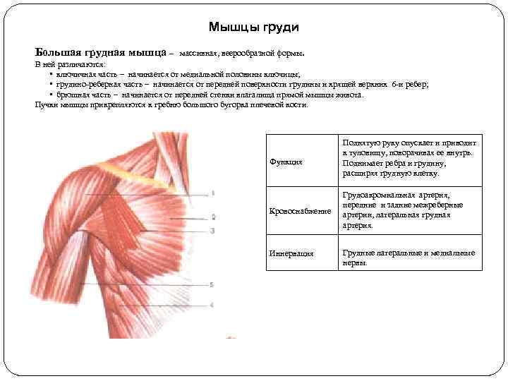 Мышцы груди Большая грудная мышца – массивная, веерообразной формы. В ней различаются: • ключичная